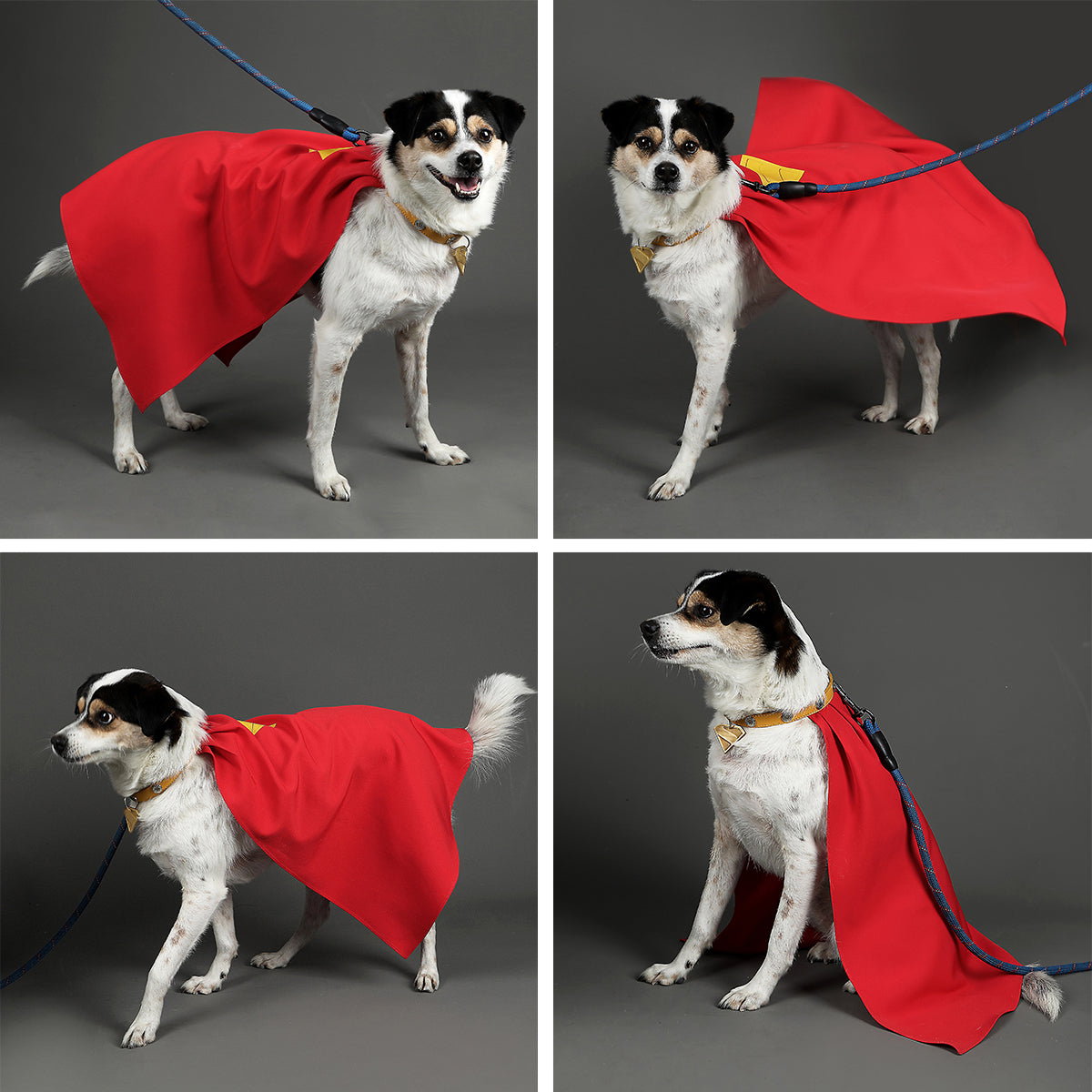 Superman: Legacy Krypto the Superdog Cosplay Accessory Prop